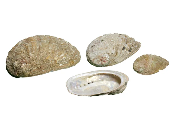 Seashells (Haliotis tuberculata), isolated — Stock Photo, Image
