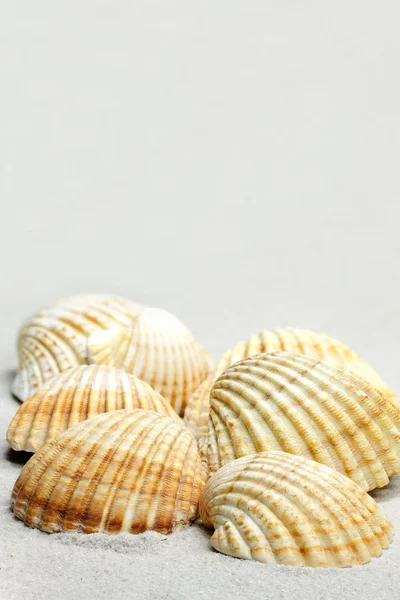 Conchas de Cockles comuns (Cerastoderma edule ) — Fotografia de Stock