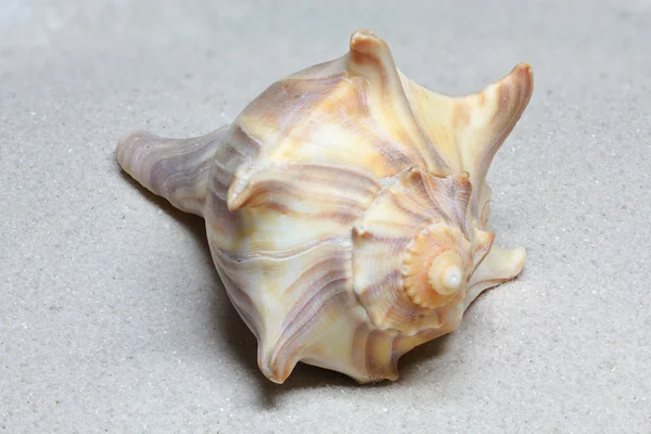 Single sea snail lying on sand — Stock Photo, Image
