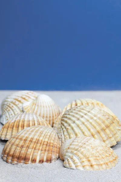 常见的海扇壳 (蛤) — 图库照片