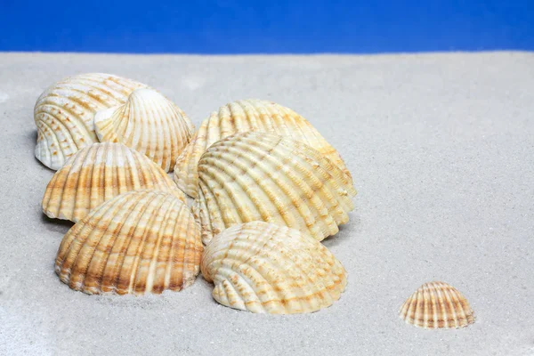 常见的海扇壳 (蛤) — 图库照片