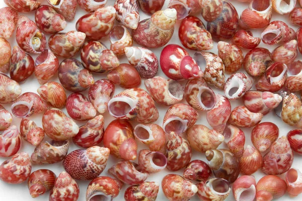 Collecte de minuscules escargots marins — Photo
