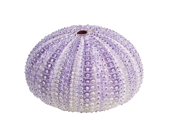 Sea urchin shell on white background — Stock Photo, Image
