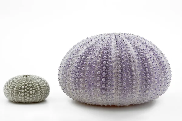 Sea urchin shells on white background — Stock Photo, Image