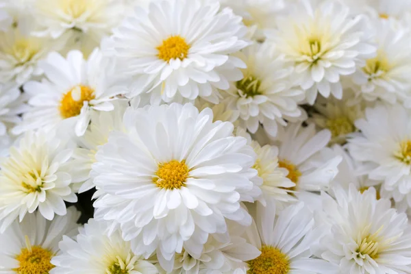 Chrysanthemum Indicum Flowers — Stock Photo, Image