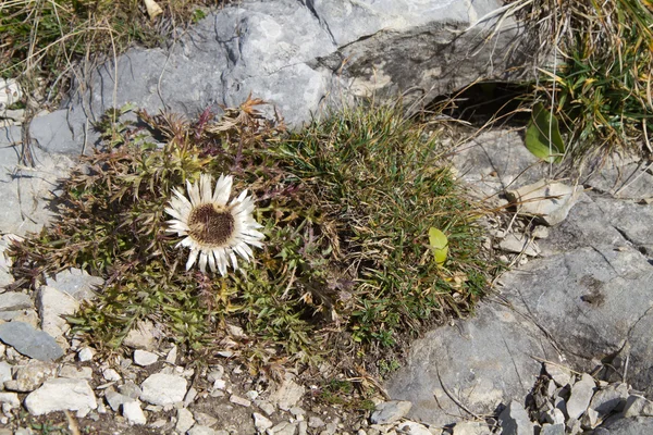 Stammlose Distelblume (carlina acaulis) in den bayerischen Alpen — Stockfoto