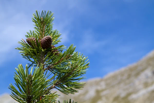 stock image Branch of Pinus mugo against blue sky in the mountains, Bavaria