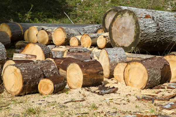 Waldstück in den bayerischen Alpen, Deutschland — Stockfoto