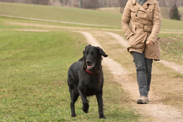 stock image Flat-Coated Retriever, black