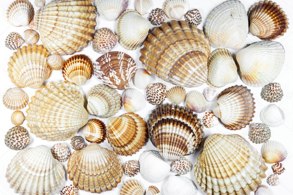 Collection of various seashells on white background