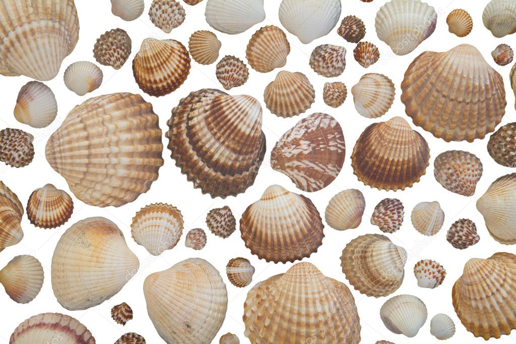 Collection of seashells on white background