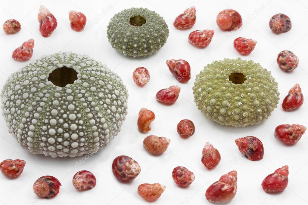 Three sea urchin shells surrounded by tiny sea snails