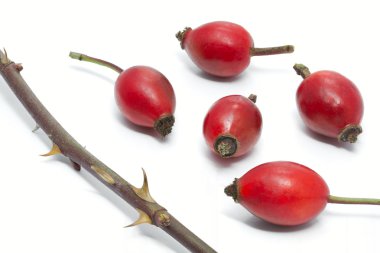 Rose hips and thorns of Rosa Canina clipart