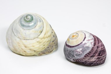 beyaz zemin üzerine düzenlenen seasnail