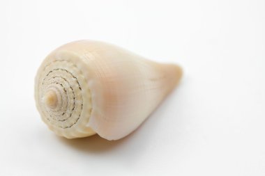 seasnail sığ dof beyaz zemin üzerine