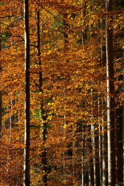 bavaria, Almanya için güzel sonbahar orman