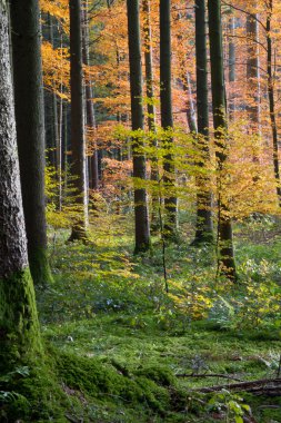bavaria, Almanya için güzel sonbahar orman