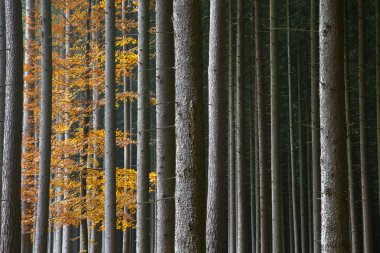 bavaria, Almanya için güzel sonbahar orman