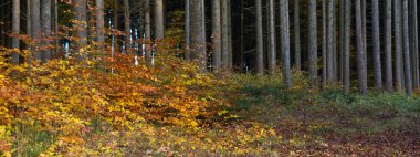 bavaria, Almanya için güzel sonbahar orman