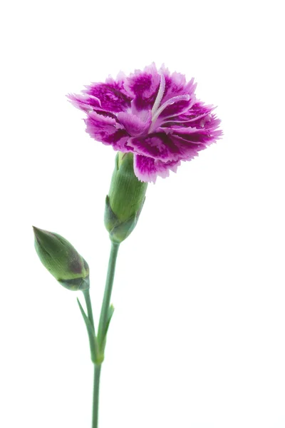 Dianthus barbatus flor do jardim ou doce William — Fotografia de Stock