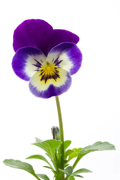 Viola cornuta (rohatý fialová) — Stock fotografie