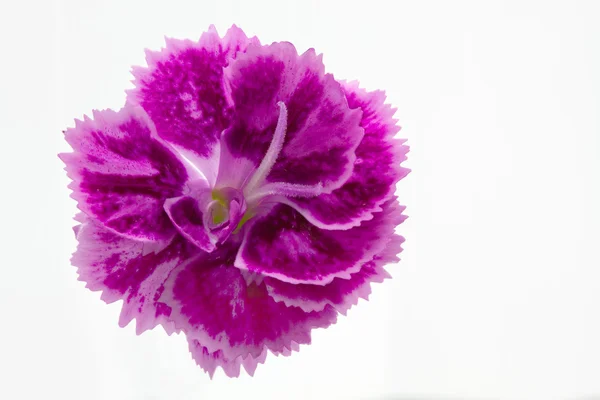 Dianthus barbatus λουλούδι στον κήπο ή ο τρυφερός Γουίλλιαμ — Φωτογραφία Αρχείου