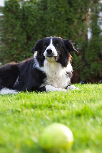 Border Collie outside in the garden — Stock Photo, Image