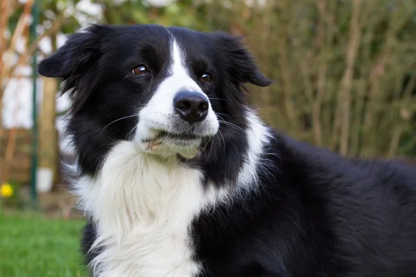 Border Collie outside in the garden — Stock Photo, Image