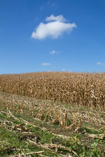 Кукурузное поле после сбора урожая — стоковое фото