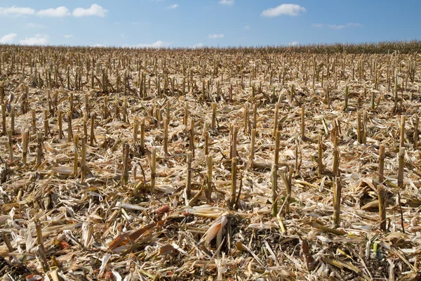 Campo de maíz después de la cosecha — Foto de Stock