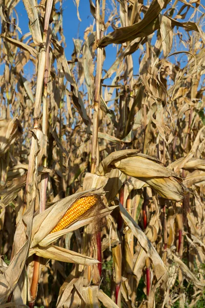 Campo de maíz antes de la cosecha — Foto de Stock