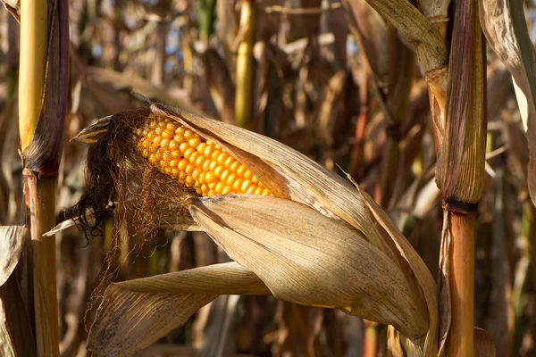 Corn field before harvesting — Stock Photo, Image