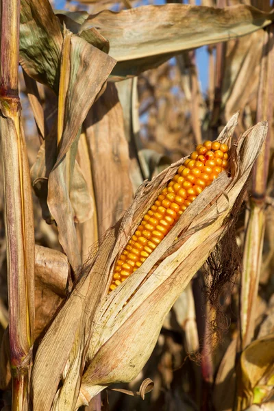 Campo de milho com milho maduro antes da colheita — Fotografia de Stock