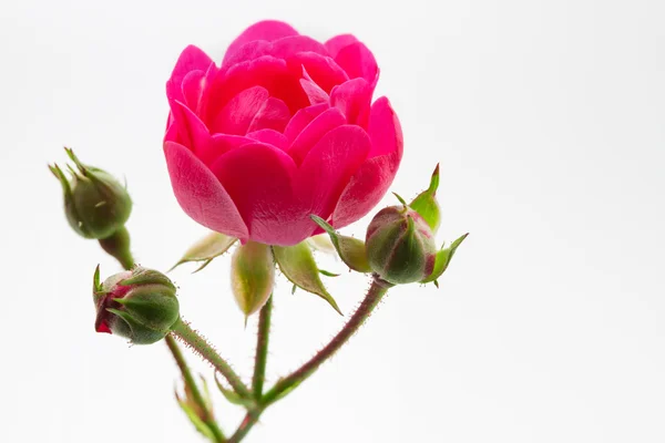 单个 pomponella 玫瑰 — 图库照片