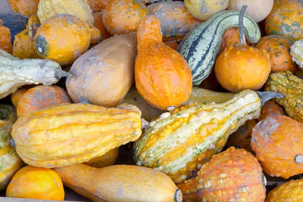 Selectie van decoratieve pumkins op display — Stockfoto