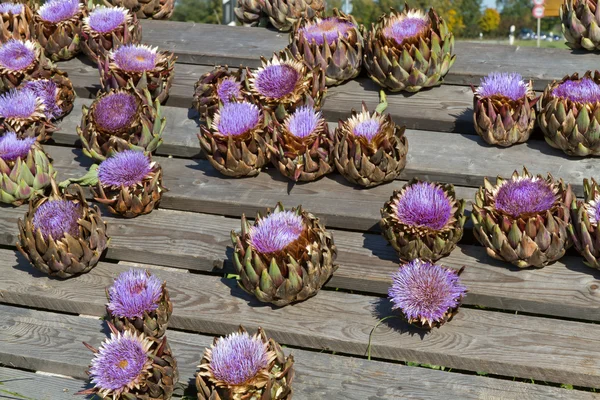 Blommande kronärtskockor på displayen — Stockfoto