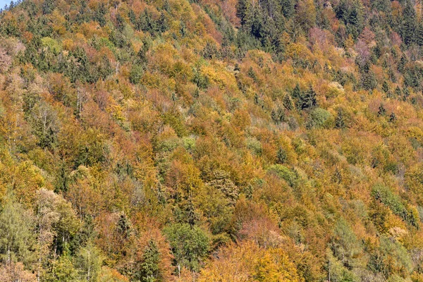 Smíšený les na podzim, textury — Stock fotografie