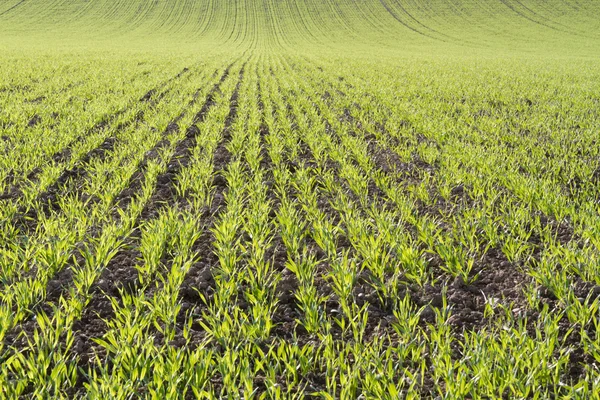 Landwirtschaft im Herbst in Bayern, Deutschland — Stockfoto