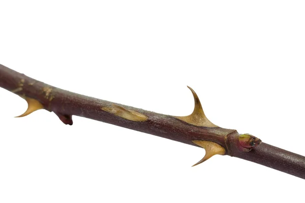 Twig med torne, isoleret - Stock-foto