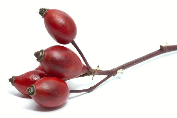 Плоди шипшини Rosa Canina — стокове фото