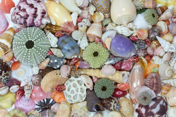 Conchas marinas recogidas en la costa de Costa Rica como fondo —  Fotos de Stock