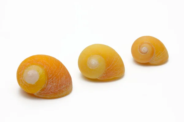Yellow sea snails, isolated on white — Stock Photo, Image