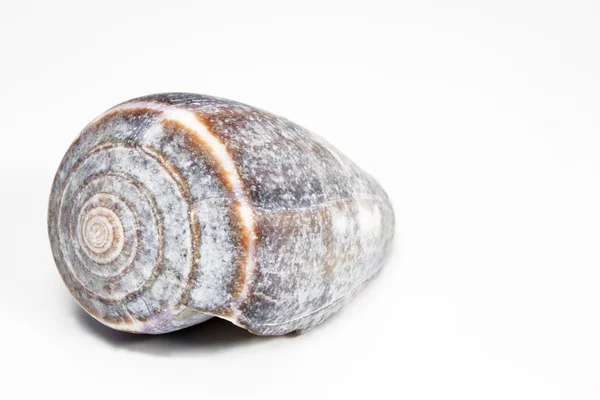 흰색 바탕에 배열 하는 Seasnail — 스톡 사진