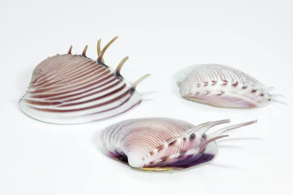 Muscheln auf weißem Hintergrund angeordnet — Stockfoto
