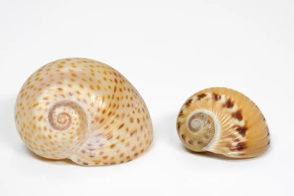 排列在白色背景上的 seasnail — 图库照片