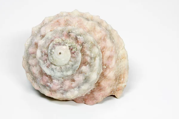 Seasnail disposti su sfondo bianco — Foto Stock