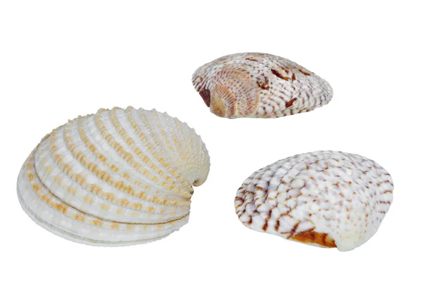 Kagylók fehér alapon — Stock Fotó