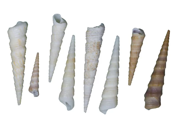Sommige seasnails op witte achtergrond — Stockfoto