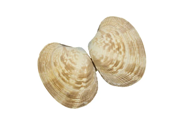 Seashell på vit bakgrund — Stockfoto