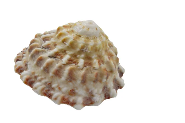 Морские ногти на белом фоне — стоковое фото